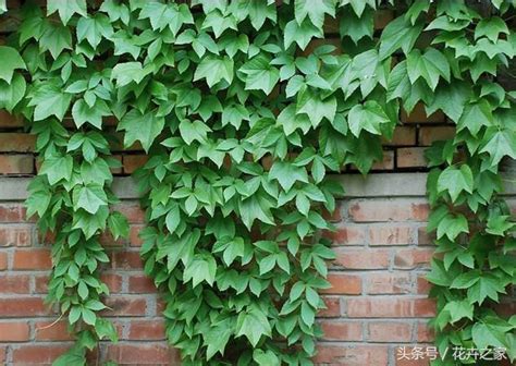 外牆植物|外牆爬滿植物.....